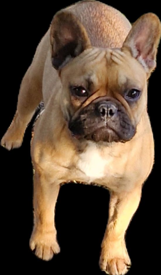 The beautiful girl (Sans Affixe)