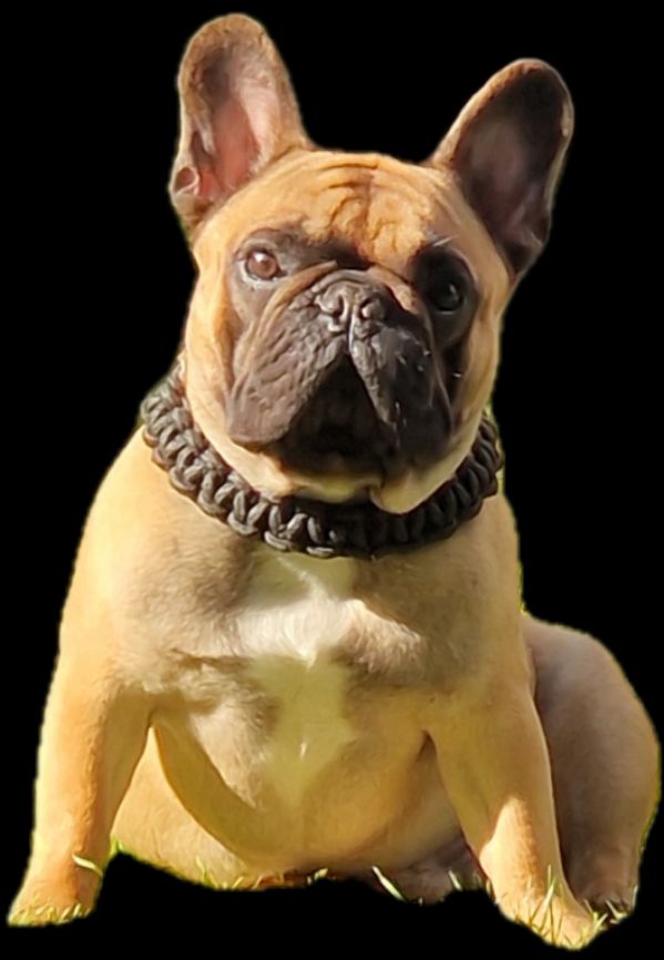 Un beau gosse D'al Manie French Bouly