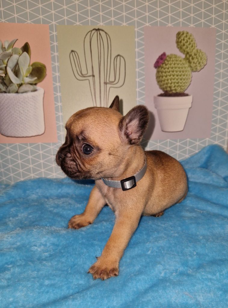 des Trésors d'Anubis - Bouledogue français - Portée née le 19/06/2023