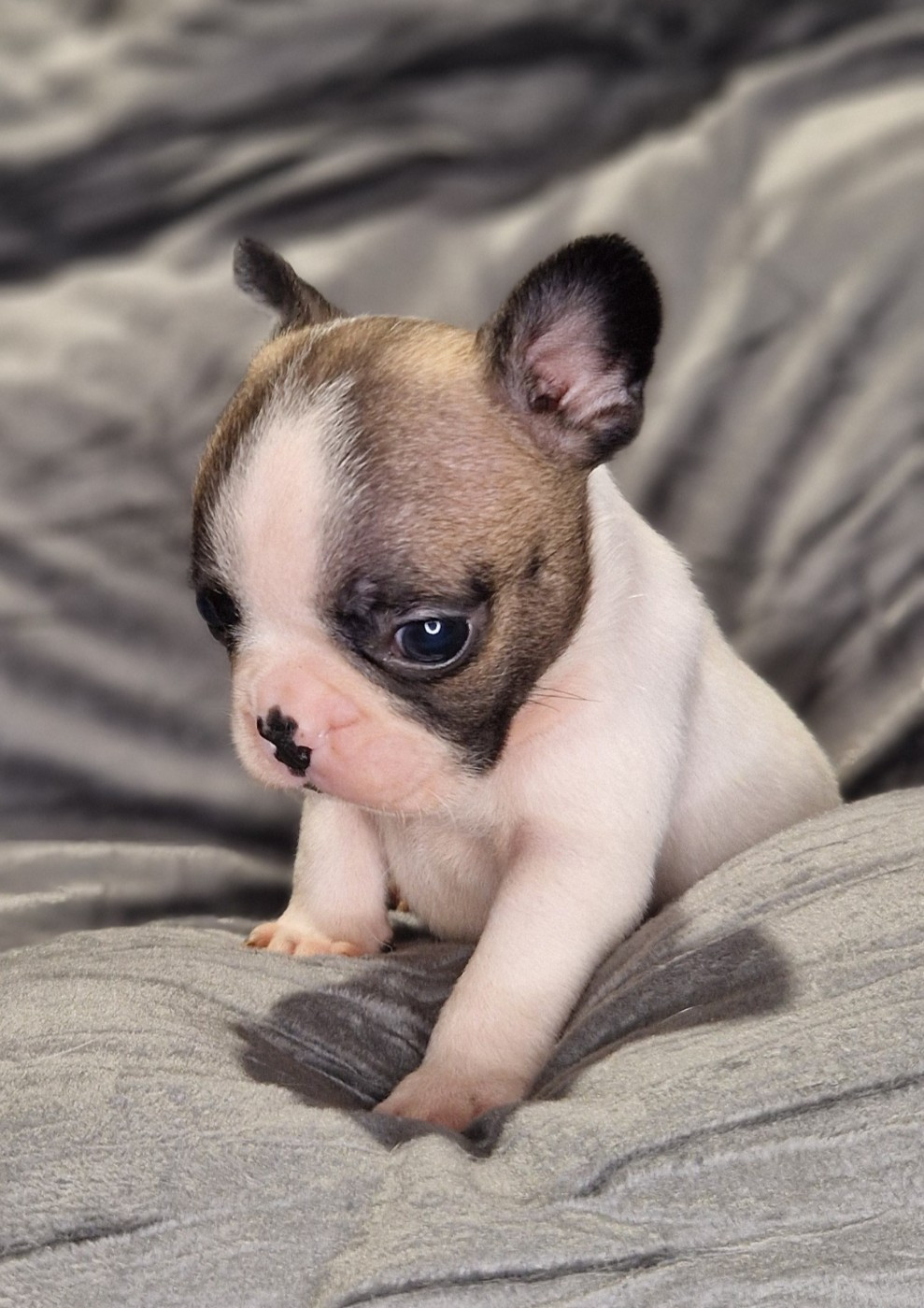 des Trésors d'Anubis - Chiots disponibles - Bouledogue français