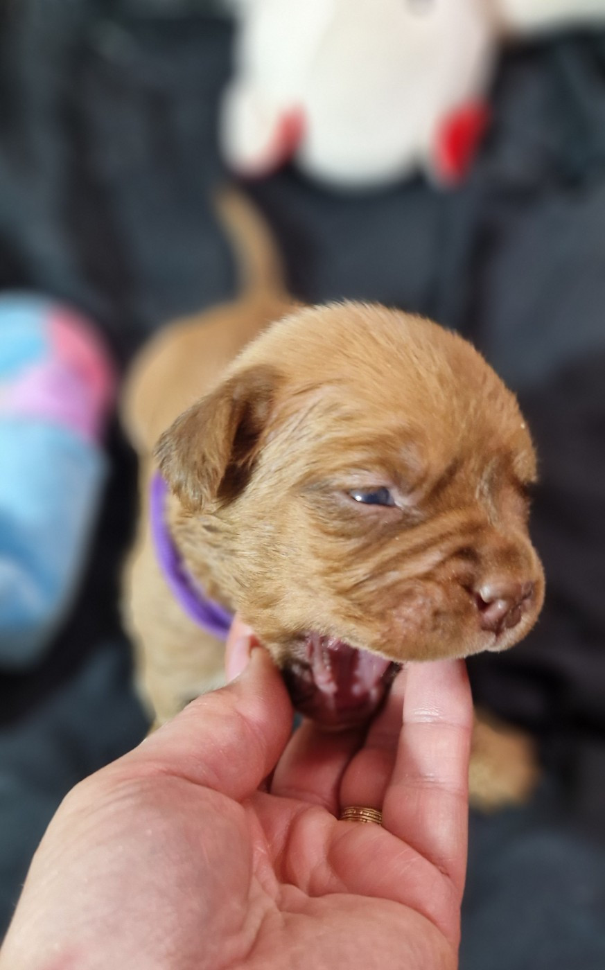 des Trésors d'Anubis - Chiots disponibles - Dogue de Bordeaux