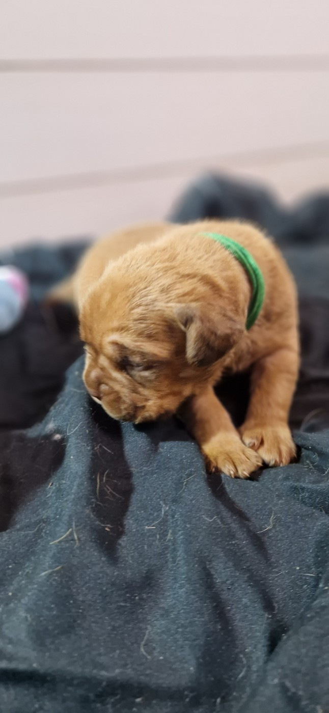 des Trésors d'Anubis - Chiots disponibles - Dogue de Bordeaux