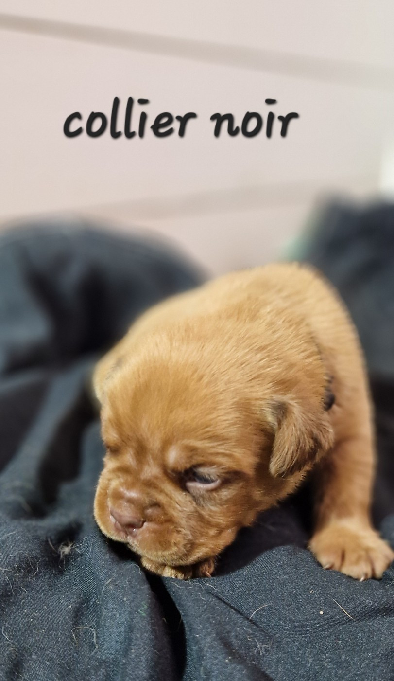 des Trésors d'Anubis - Chiots disponibles - Dogue de Bordeaux