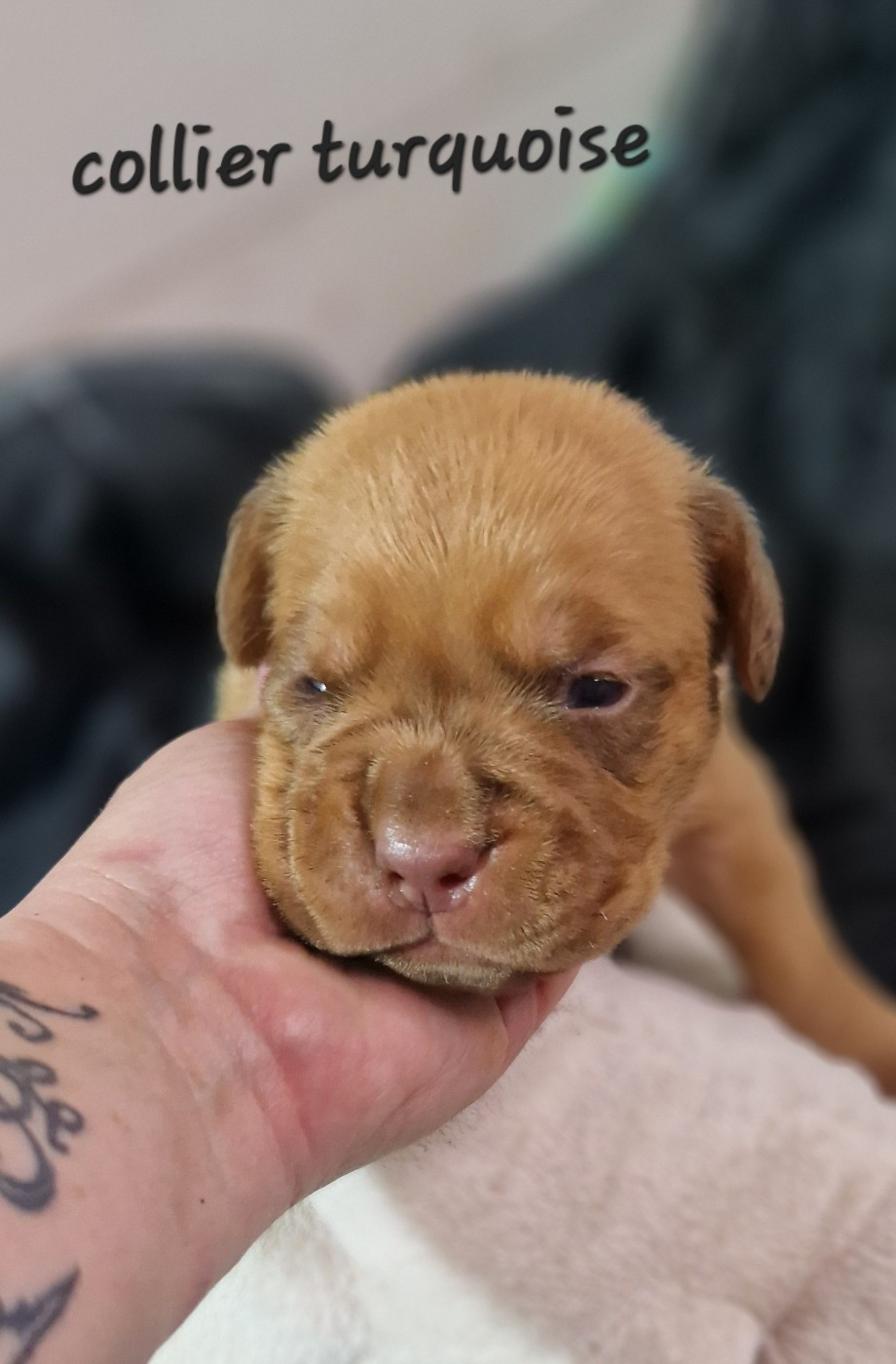 des Trésors d'Anubis - Chiots disponibles - Dogue de Bordeaux