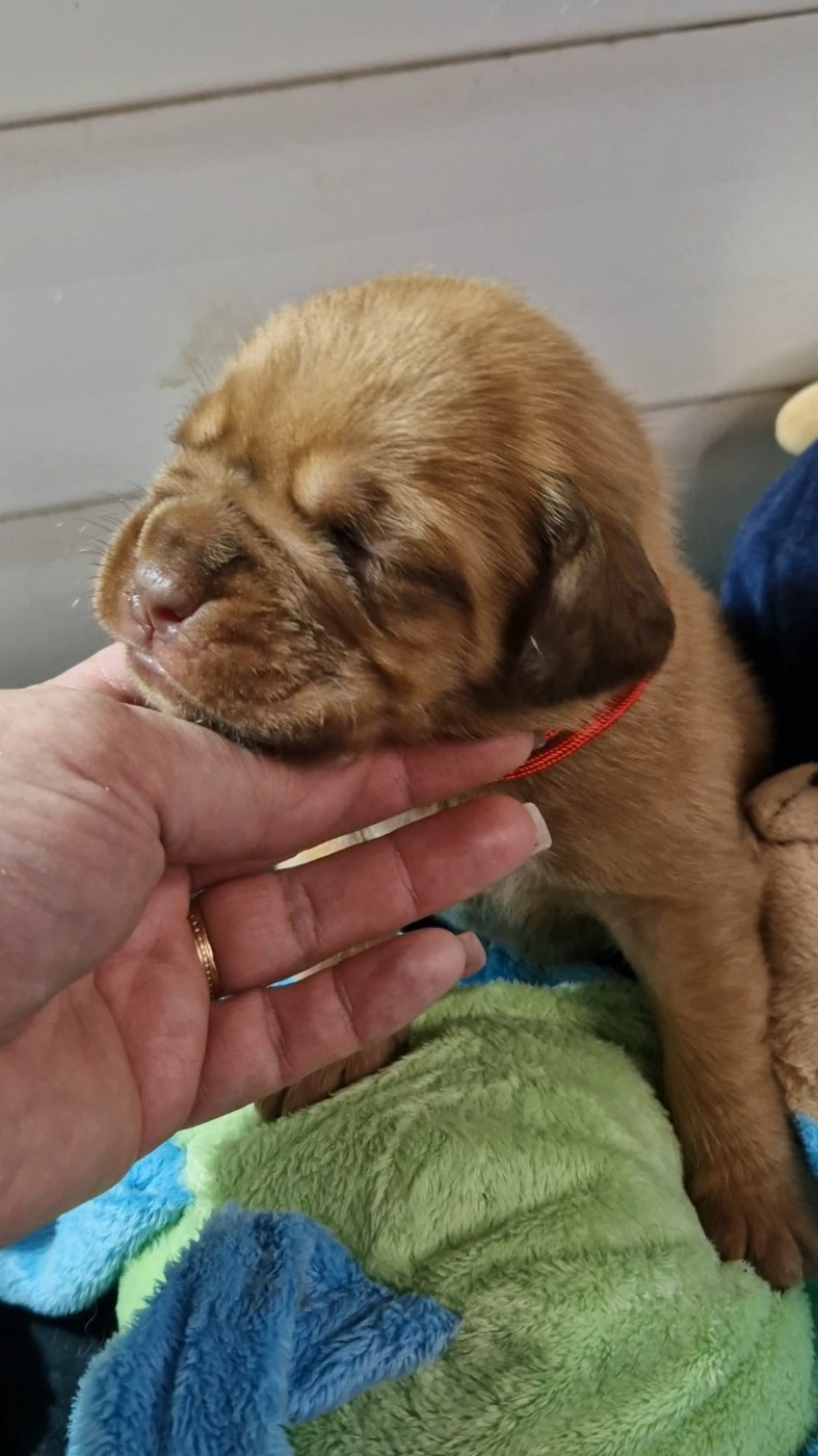 des Trésors d'Anubis - Chiots disponibles - Dogue de Bordeaux
