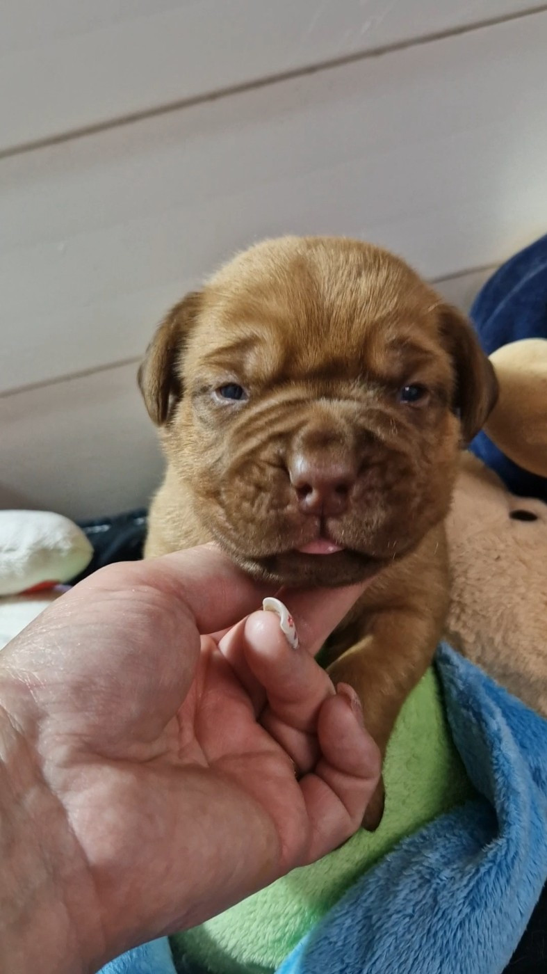 des Trésors d'Anubis - Chiots disponibles - Dogue de Bordeaux