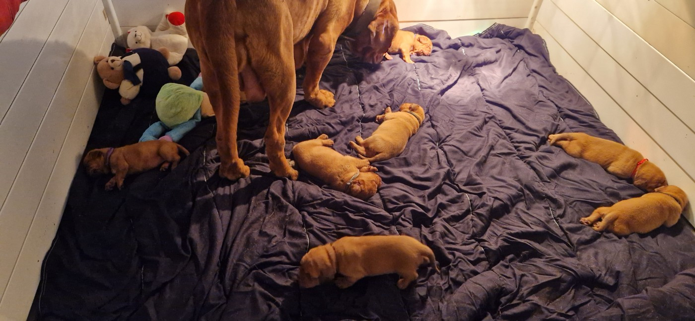 Chiot Dogue de Bordeaux des Trésors d'Anubis