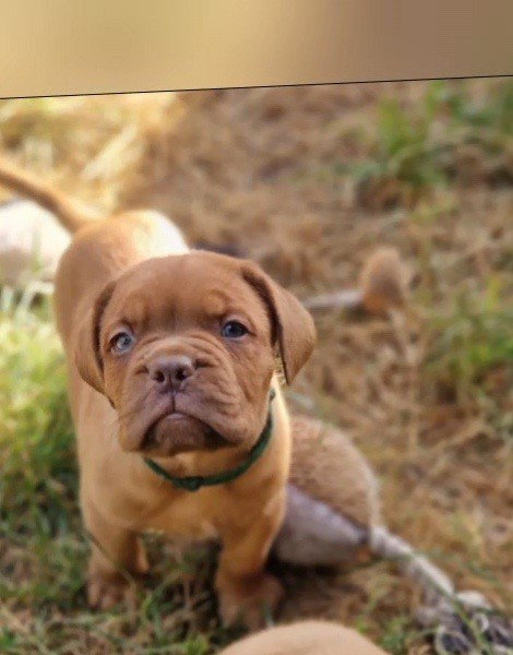 des Trésors d'Anubis - Chiots disponibles - Dogue de Bordeaux