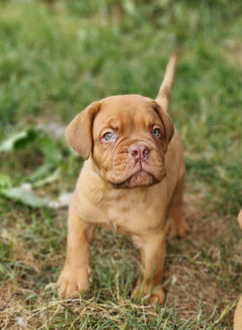 des Trésors d'Anubis - Chiots disponibles - Dogue de Bordeaux