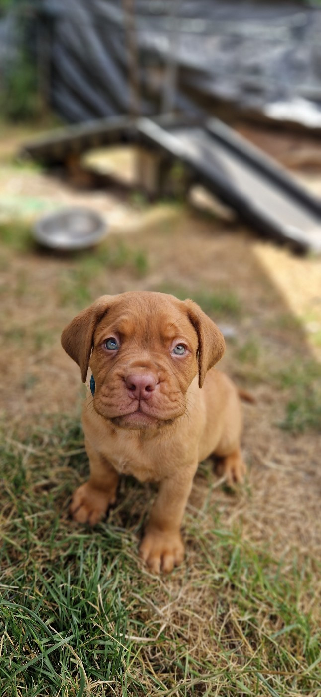 des Trésors d'Anubis - Chiots disponibles - Dogue de Bordeaux