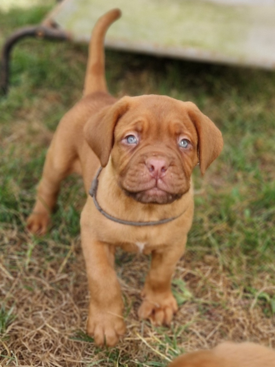 des Trésors d'Anubis - Chiots disponibles - Dogue de Bordeaux
