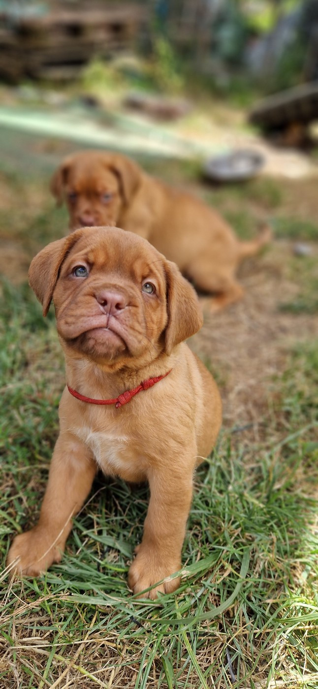 des Trésors d'Anubis - Chiots disponibles - Dogue de Bordeaux
