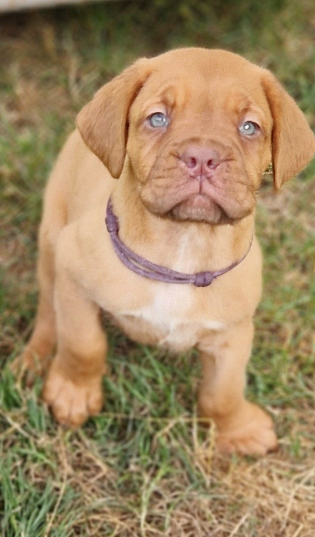 des Trésors d'Anubis - Chiots disponibles - Dogue de Bordeaux