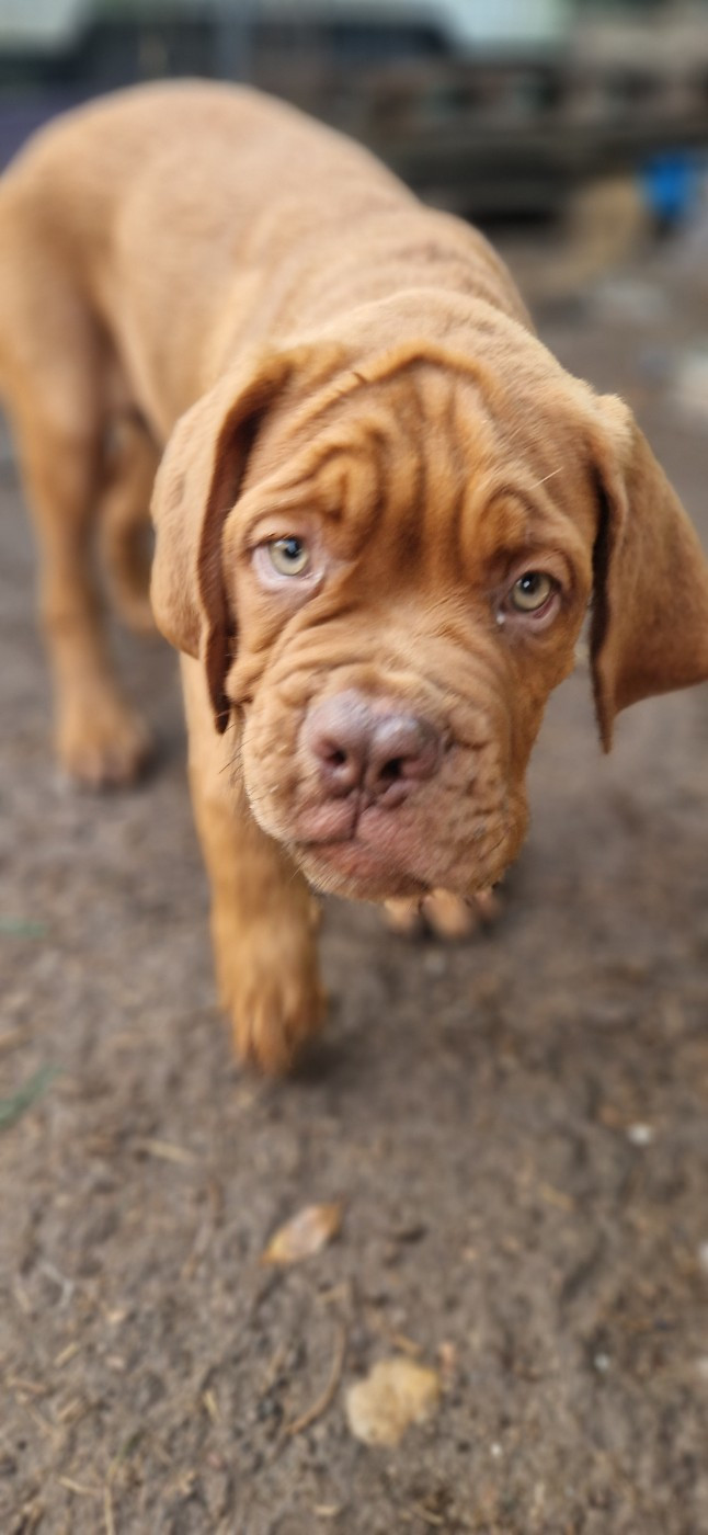 des Trésors d'Anubis - Chiots disponibles - Dogue de Bordeaux