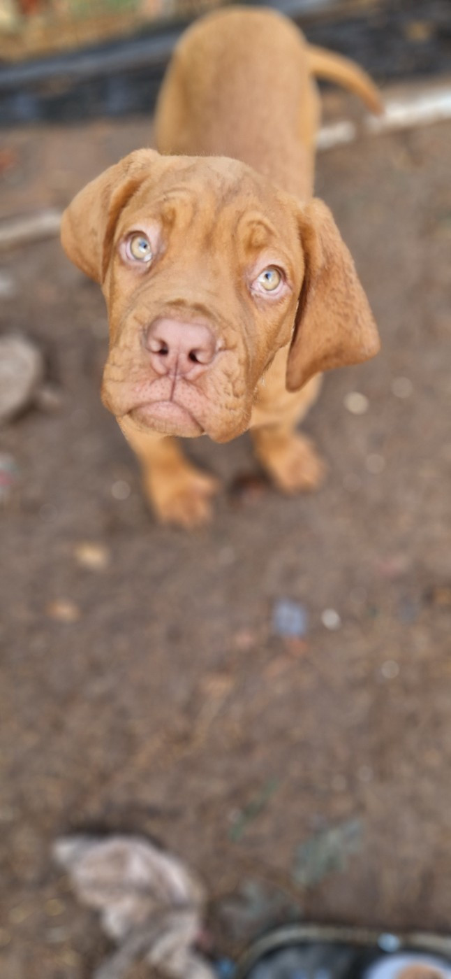 des Trésors d'Anubis - Chiots disponibles - Dogue de Bordeaux