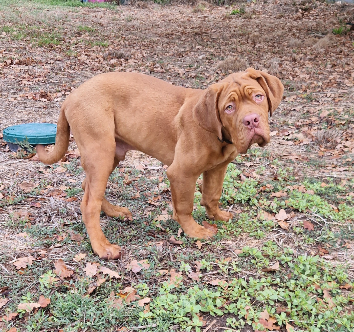 des Trésors d'Anubis - Chiots disponibles - Dogue de Bordeaux