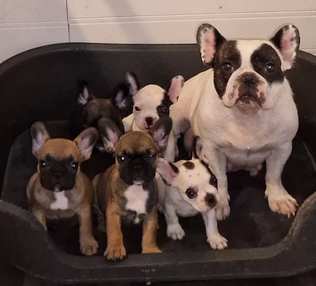 des Trésors d'Anubis - Bouledogue français - Portée née le 04/08/2025