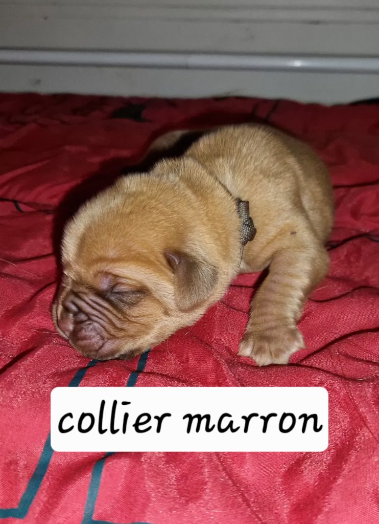 des Trésors d'Anubis - Chiots disponibles - Dogue de Bordeaux