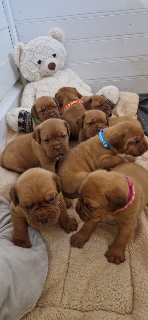 Chiot Dogue de Bordeaux des Trésors d'Anubis